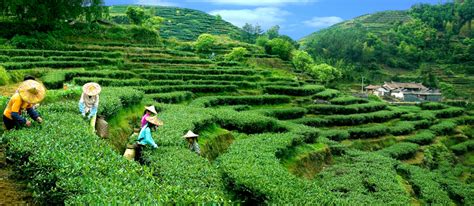 福建茶風水|福建茶文化